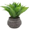 House Plant In Round Clay Pot -Outdoor Decor Sales 810416571