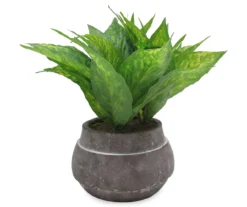House Plant In Round Clay Pot