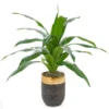 Houseplant In Rounded Pot -Outdoor Decor Sales 810457920