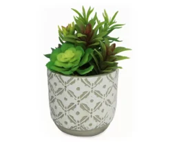 Succulents In Engraved Cement Pot