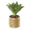 Succulent In Gold Metal Pot