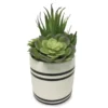 Mixed Succulents In Black & White Ceramic Pot