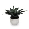 Succulent in White Footed Ceramic Pot 2 Succulent in White Footed Ceramic Pot -Outdoor Decor Sales 810534571 1
