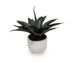 Succulent in White Footed Ceramic Pot