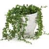 Artificial String Of Pearls Plant In White Herringbone Footed Pot 2 Artificial String Of Pearls Plant In White Herringbone Footed Pot -Outdoor Decor Sales 810587228 A0 1