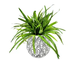 Green Leaf Arrangement With Black & White Arch Print Ceramic Pot
